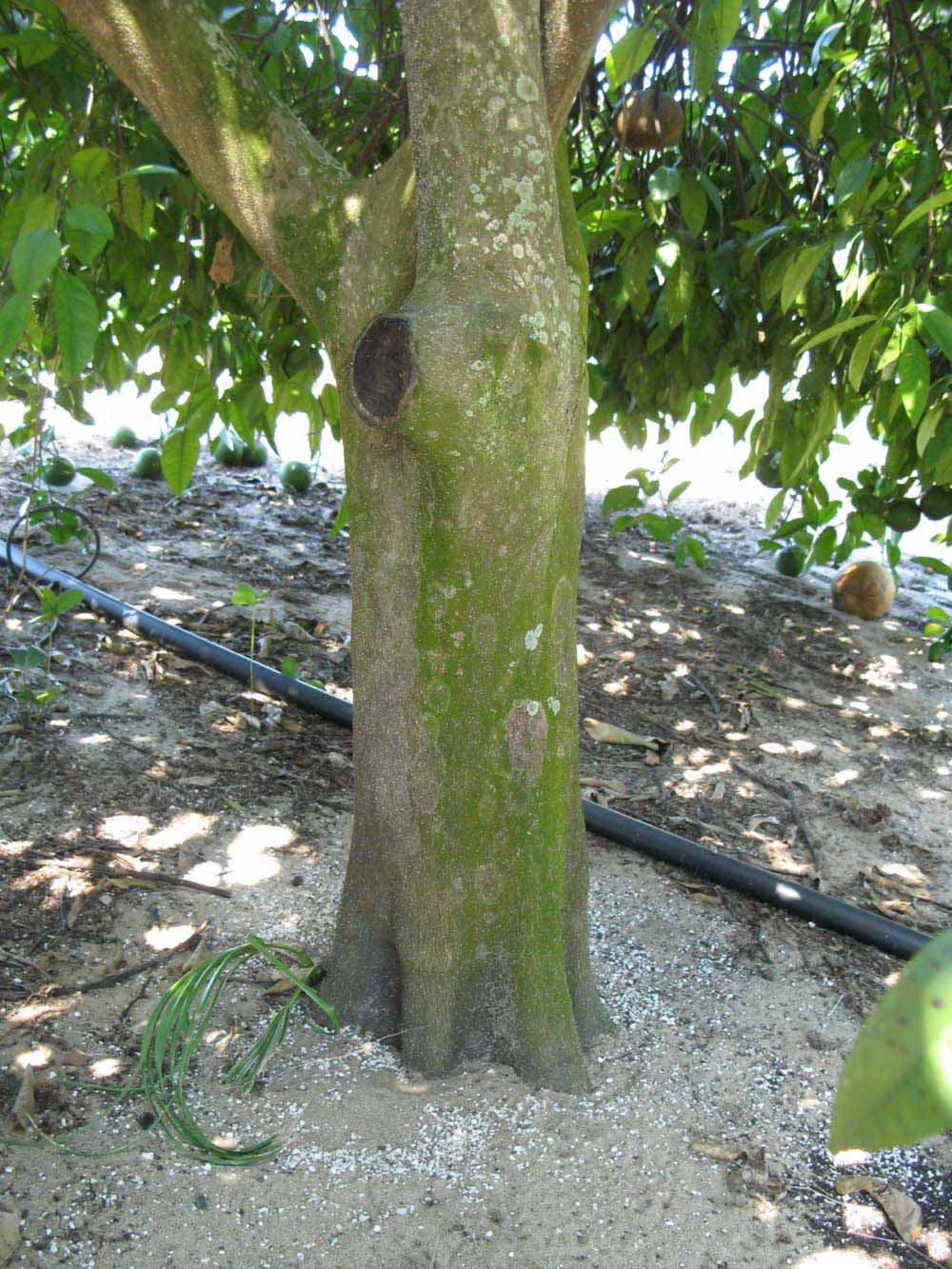            Bark (Winter Haven, FL)            